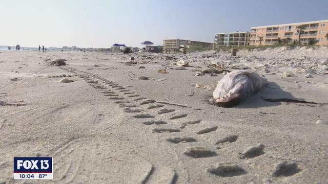 High concentrations of red is not turning away beachgoers