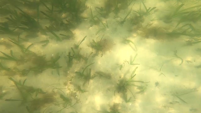 Seagrass suffers as red tide kills fish faster than crews can remove them