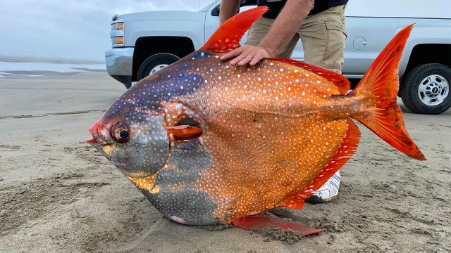 100-pound tropical fish rare to Oregon coast found on beach