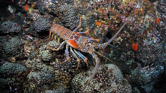 2 dead, 1 injured in Florida’s two-day lobster miniseason