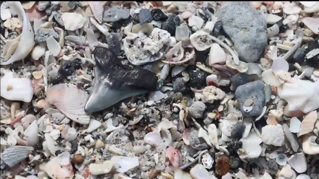 Venice is 'Shark Tooth Capital of the World'