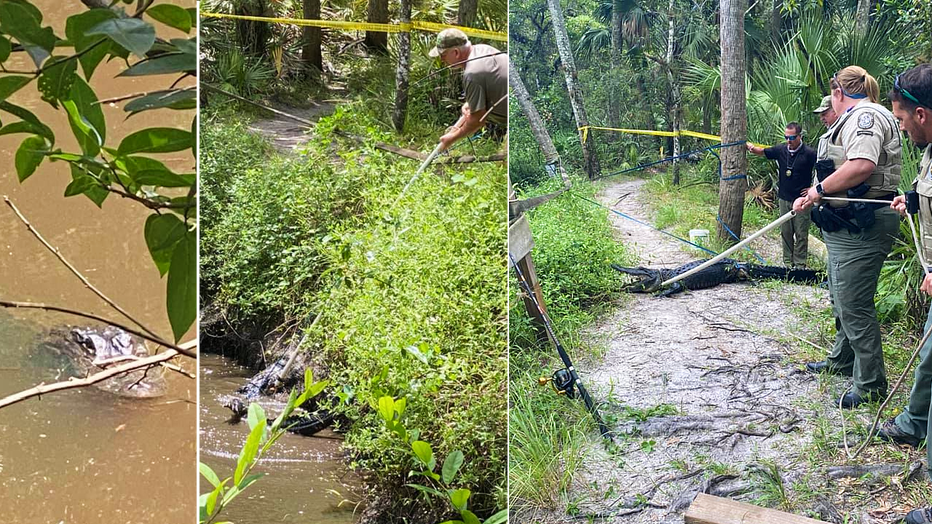 Martin-County-alligator-bites-cyclist-Caputured