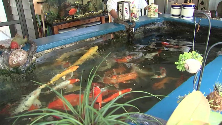 A Big Koi Pong With Orange Fish And Shower Curtain by Basieb 