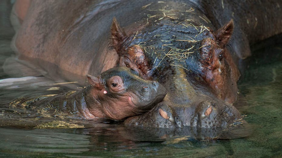 disney-animal-kingdom-hippo2.jpg