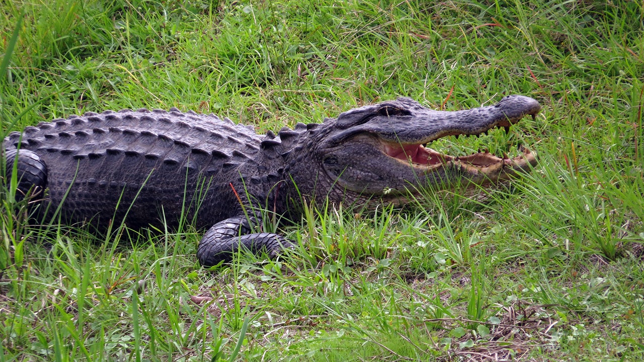 Florida Proposes 24 Hour A Day Alligator Hunting