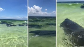 Herd of manatees swims close to shore at Miramar Beach in Florida