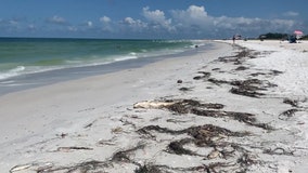 No-swim advisories issued at Sarasota County beaches due to high levels of bacteria