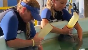 2 orphaned manatees being nursed at SeaWorld Orlando