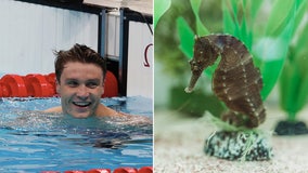 Bobby meet Bobby: Rescued seahorse at Clearwater aquarium named after local swimmer who won two gold medals