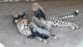 Virginia zoo announces births of three new cheetah litters