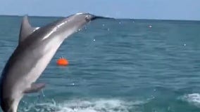 Breaching dolphins treat paddleboarders to up-close show