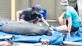 Rescued manatee being treated for red tide at ZooTampa