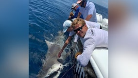 Anglers reel in 13-foot, 900-pound pregnant tiger shark less than 30 miles off Sarasota coast