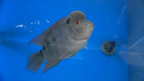 University of Florida’s aquaculture lab in Ruskin focuses on keeping fish farms successful