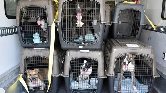 Hurricane Ida dogs arrive in Bay Area, ready for adoption