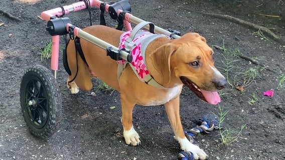 Dog with new set of wheels looking for a new home in Englewood