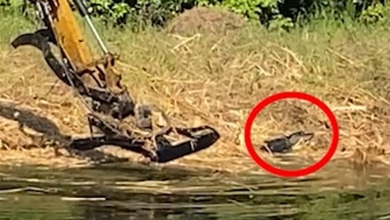 FWC: Daytona Beach man 'intentionally' hit alligator with mower blades, destroys nest