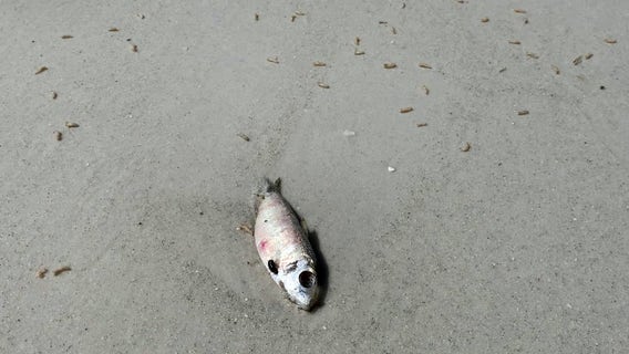 Maggots fill sand along Lido Beach after red tide fish kill