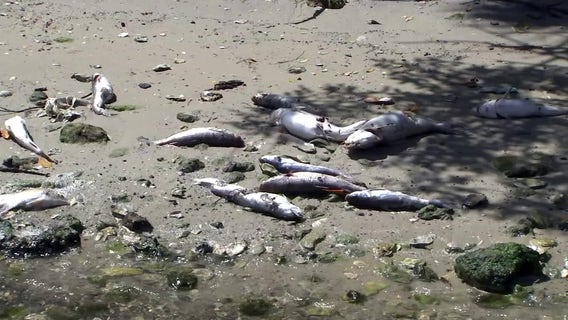 Skeptical fishermen worry about future of the bay -- and their livelihoods