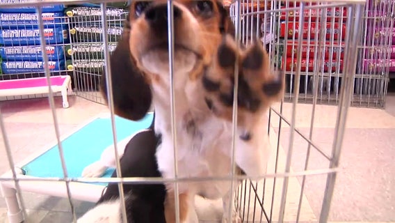 Pet store sales of cats and dogs banned in Manatee County