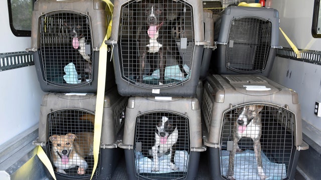 Hurricane Ida dogs arrive in Bay Area, ready for adoption