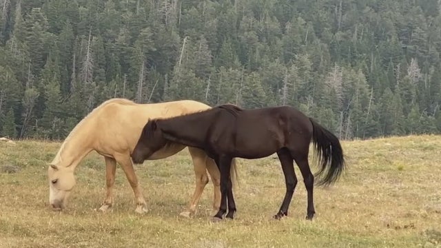 Take a trip to the top of Pryor Mountain, home to descendants of 'Cloud the Stallion'
