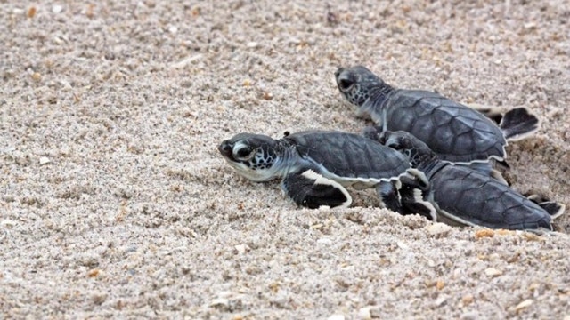 FWC: Baby sea turtles are hatching, so keep your distance on Florida beaches