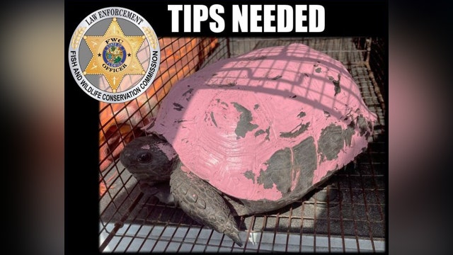 FWC searching for person who painted gopher tortoise pink