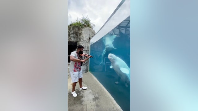 Beluga whales dance to violinist’s serenade at Connecticut aquarium