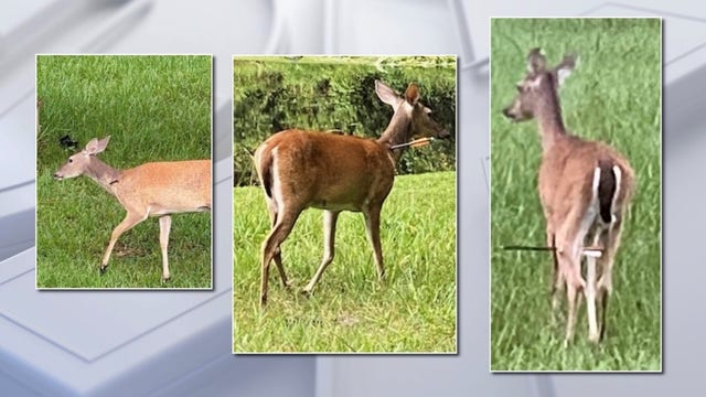 FWC investigating after deer shot with arrows spotted in Palm Harbor neighborhood
