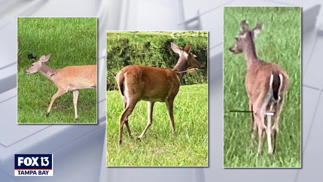 Musician Ted Nugent pledges $5,000 for info on Palm Harbor deer shootings