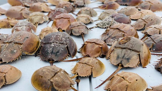 Despite dwindling presence of red tide, marine life continues to suffer around Tampa Bay