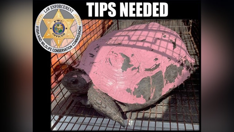 FWC Searching For Person Who Painted Gopher Tortoise Pink | FOX 13 ...