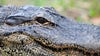 Thousands of ‘nuisance alligators’ killed each year