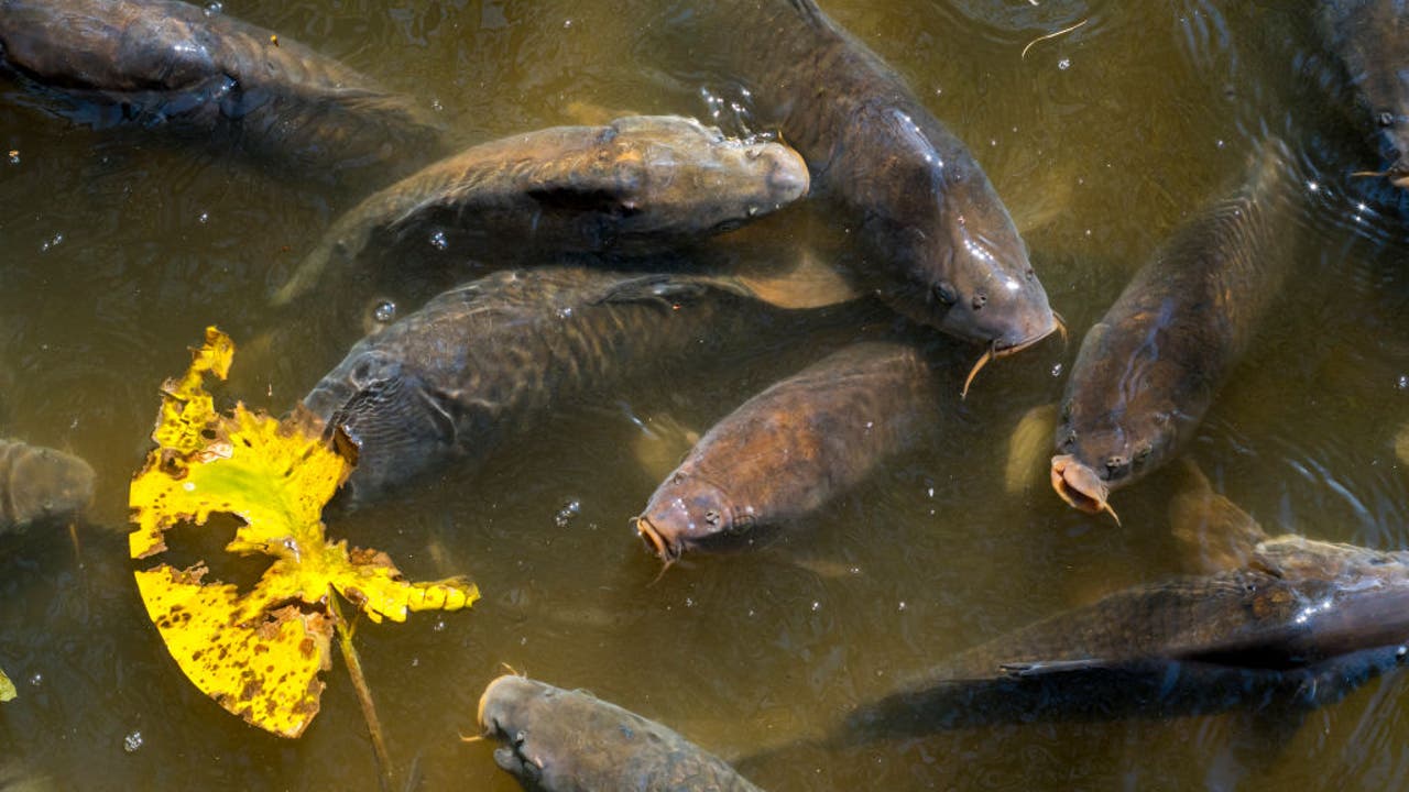 Hundreds of carp dead in Michigan had herpes, DNR says