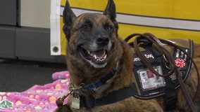 As veteran or volunteer, K9 Partners for Patriots give service dogs and their partners purpose