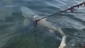 'Who lassoed this shark?' Family cuts shark loose from rope off Florida coast
