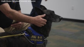 Florida airport pilots COVID-19 sniffing canines