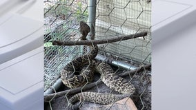Giant rattlesnake released onto ranch after terrorizing Polk County chickens
