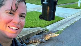 Florida officer photobombed by 'smiling' alligator stuck in sewer