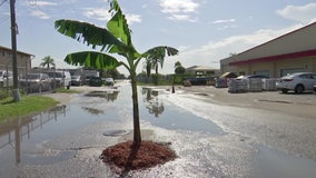 Tree planted in pothole in the middle of southwest Florida street