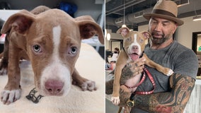 Marvel actor Dave Bautista adopts neglected puppy from Tampa shelter