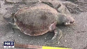 150 sea turtles killed by red tide so far this year, FWC says