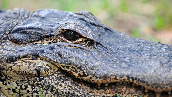 Florida sheriff warns alligators, snakes could be 'more visible' in flooded areas after Hurricane Ian