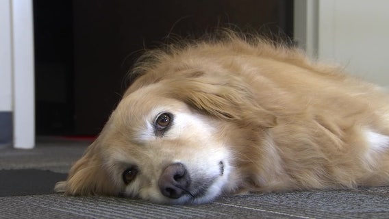 Therapy dog helps students at Southeastern University cope with stress