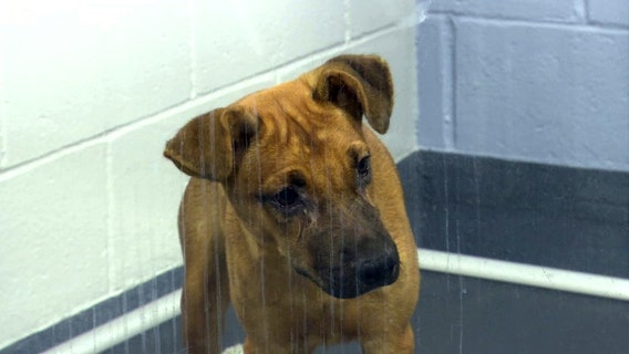 Bay Area shelters take in hundreds of animals displaced by Ida