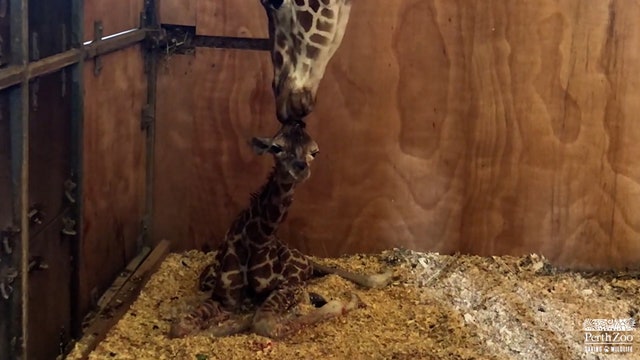 Newborn giraffe adorably attempts to duck from mother's tongue bath in Australian zoo