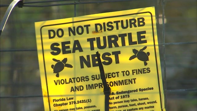 Sea turtle trackers remain vigilant as nesting season winds down