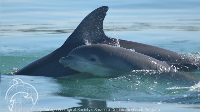 Researchers concerned about possible red tide impact following dolphin baby boom