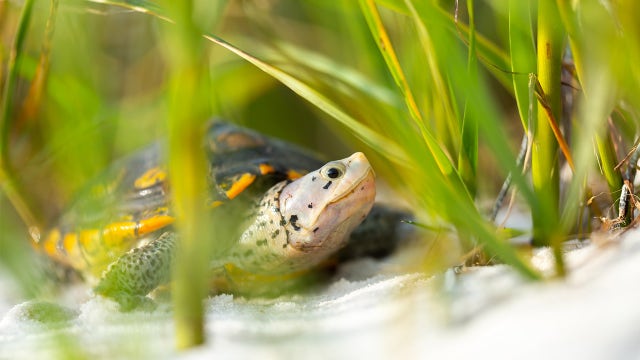 FWC seeking ways to protect diamondback terrapin – the only turtle species that lives in brackish waters